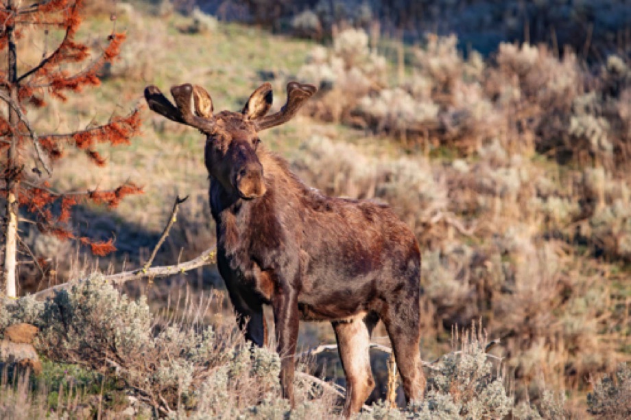 Moose early morning
Lamar Valley, Yellowstone